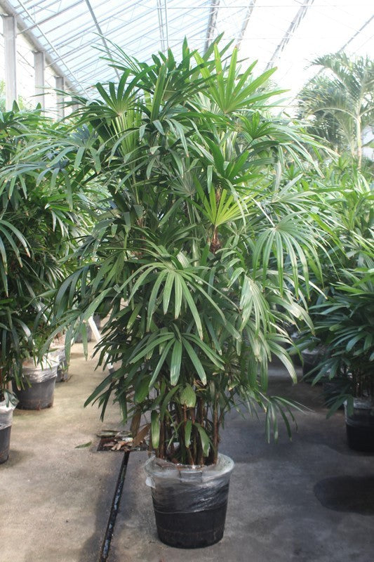 Rhapis excelsa 230cm 40cm Pot