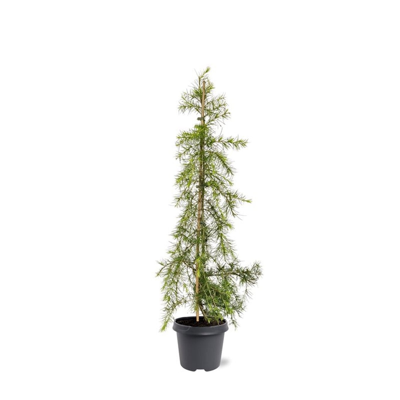 Bremmer Boomkwekerijen Cedrus overig Pack of 1