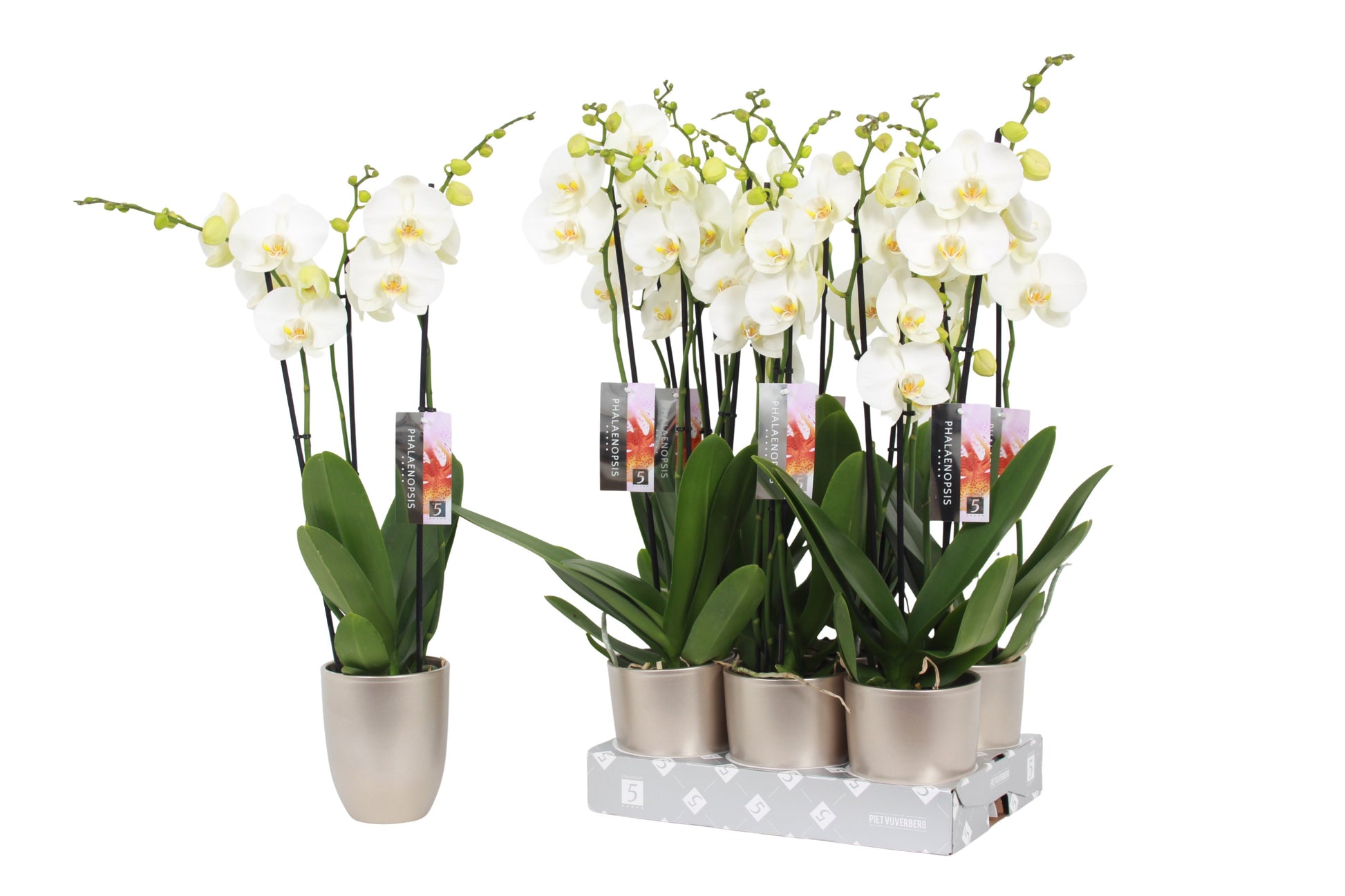 Phalaenopsis white (+ drp.ceramic) 60cm 12cm Pot