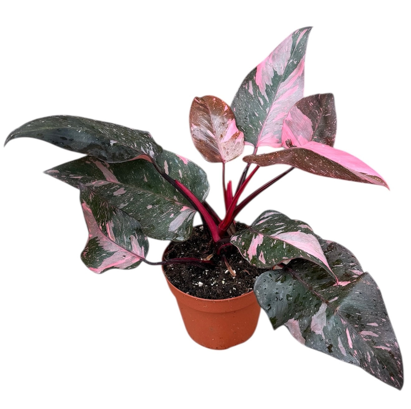 Philodendron scandens 30cm 14cm Pot