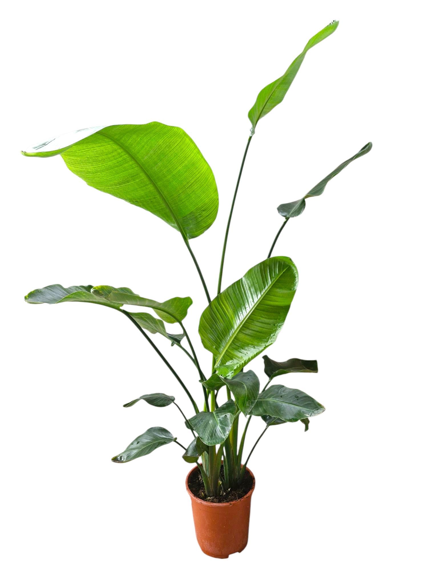 Strelitzia nicolai 180cm 27cm Pot