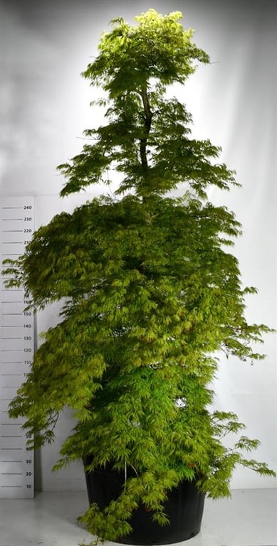 Bloemenkampen BV, Hkw. de Acer Dissectum Pack of 1