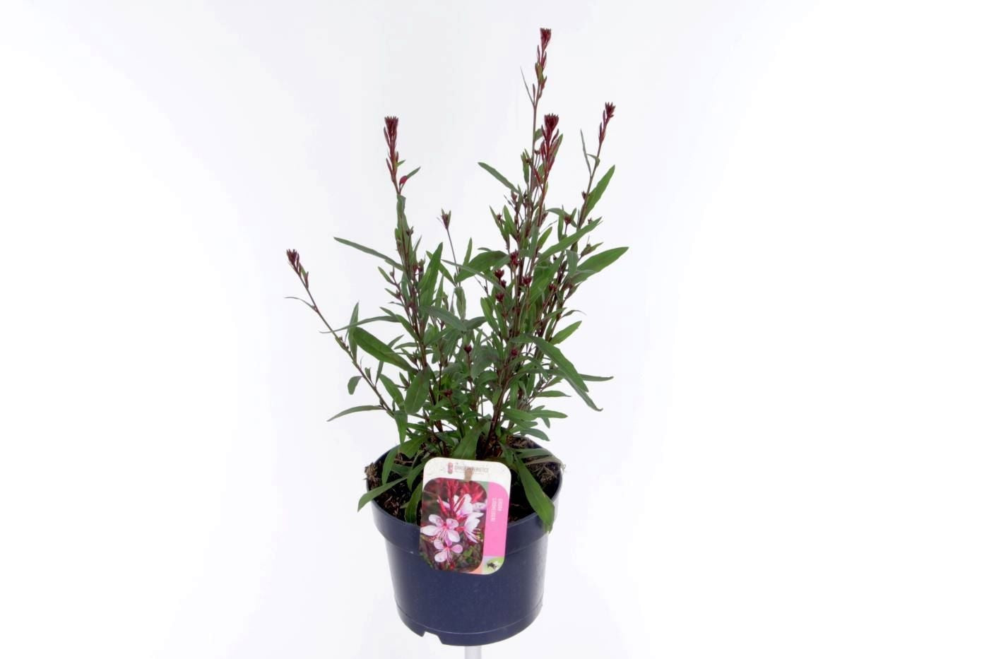 Gaura lind. Geyser Pink 45cm 17cm Pot