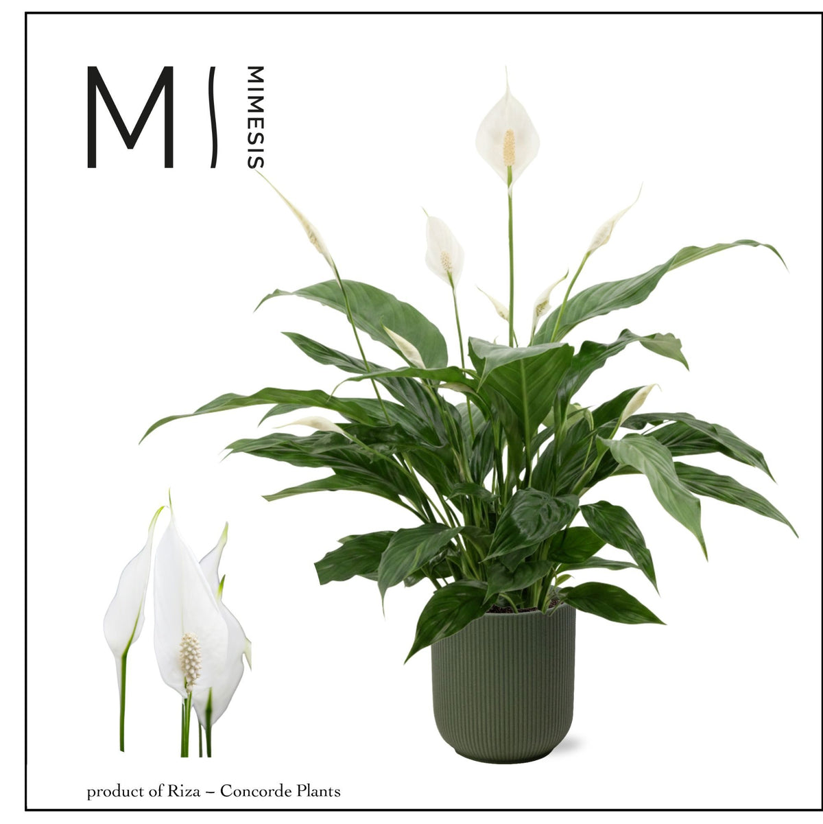 Spathiphyllum Sweet Benito 55cm 13cm Pot
