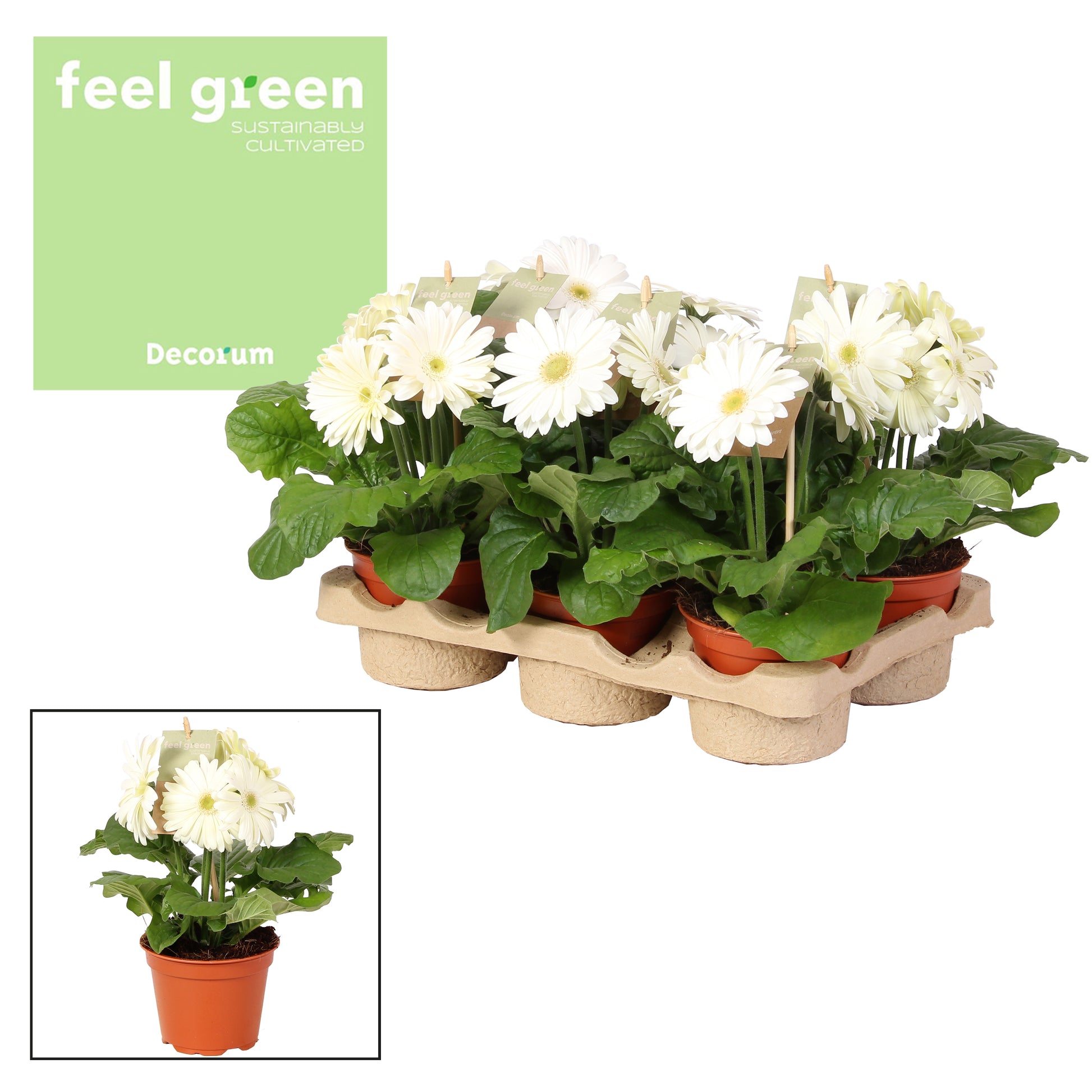 Gerbera Flori Line white 20cm 12cm Pot