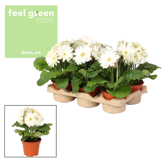 Gerbera Flori Line white 20cm 12cm Pot