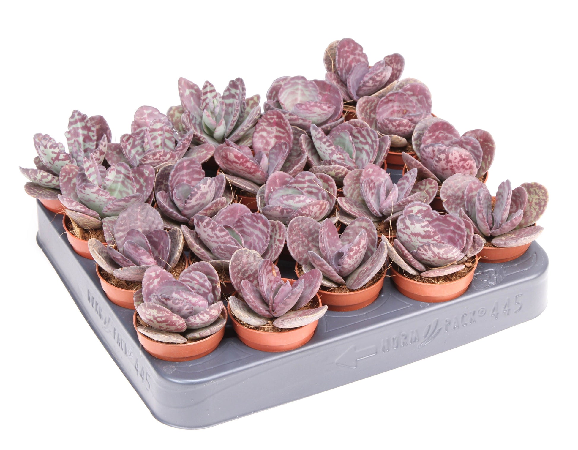 Kalanchoe hybrid 8cm 505cm Pot