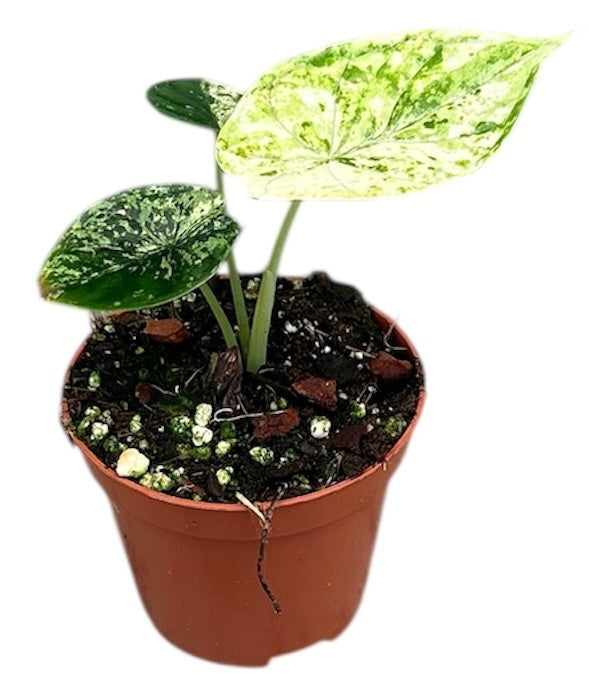 Alocasia amazonica 12cm 8cm Pot