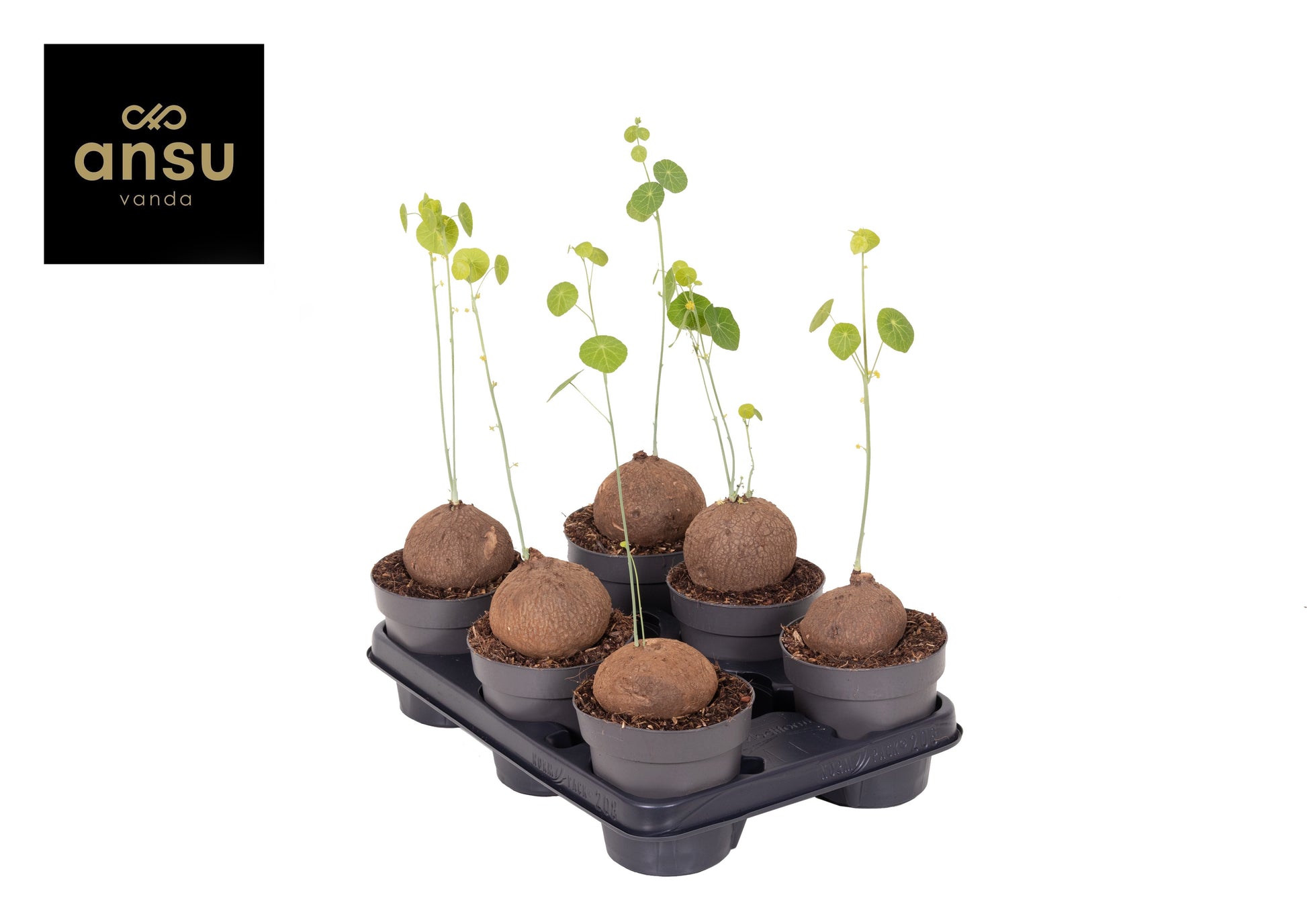 Ansu Stephania pierrei Pack of 6