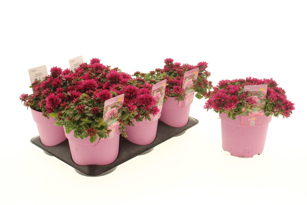 Sedum Spot on Deep Rose 15cm 15cm Pot