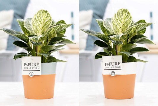 Philodendron scandens 35cm 12cm Pot