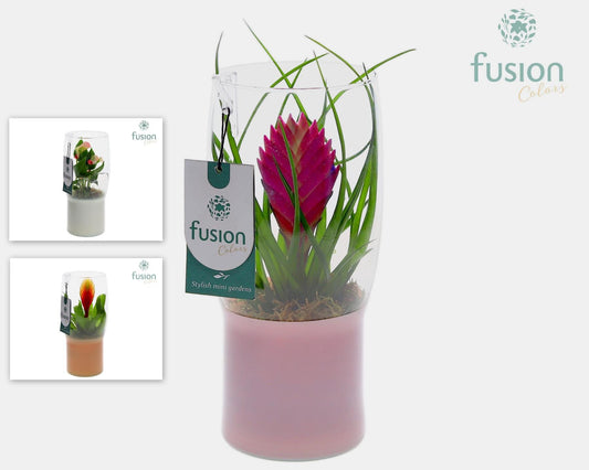 arr. Bromelia 25cm 12cm Pot