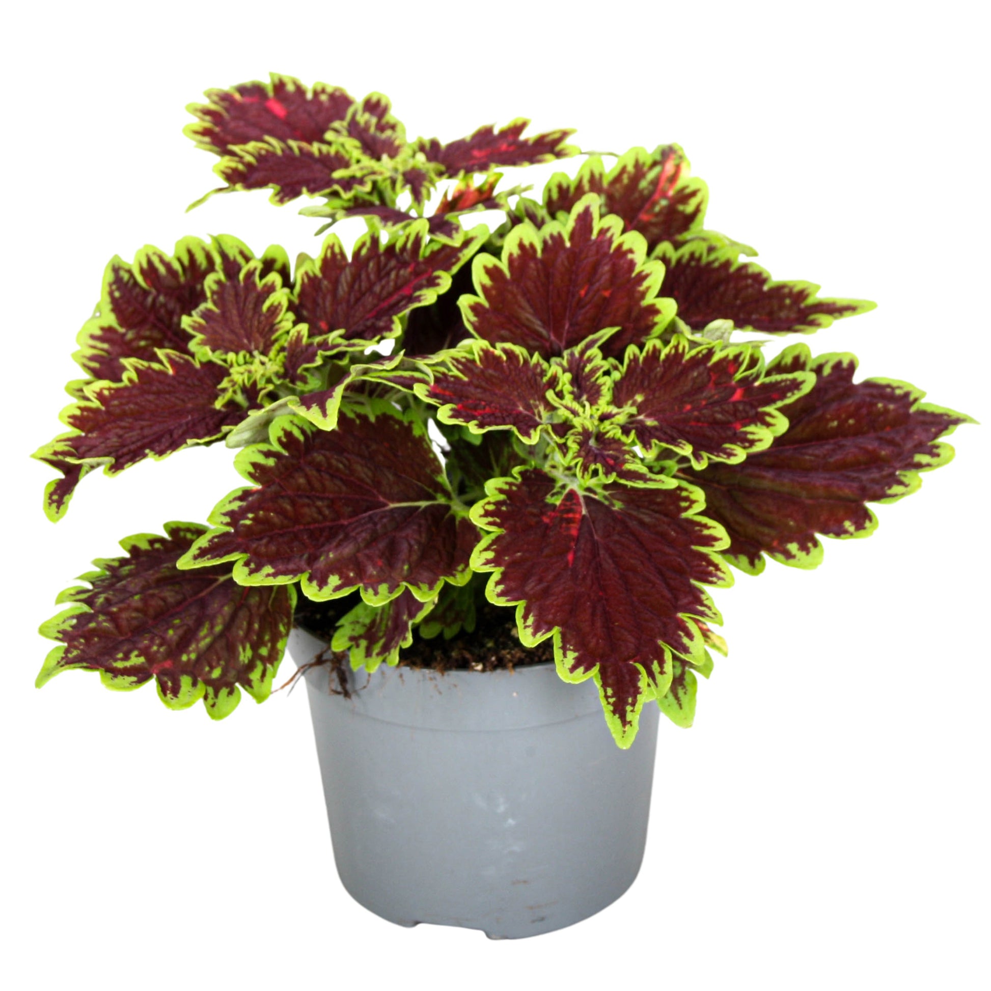 Coleus blu. Main Street Bourbon Street 20cm 13cm Pot