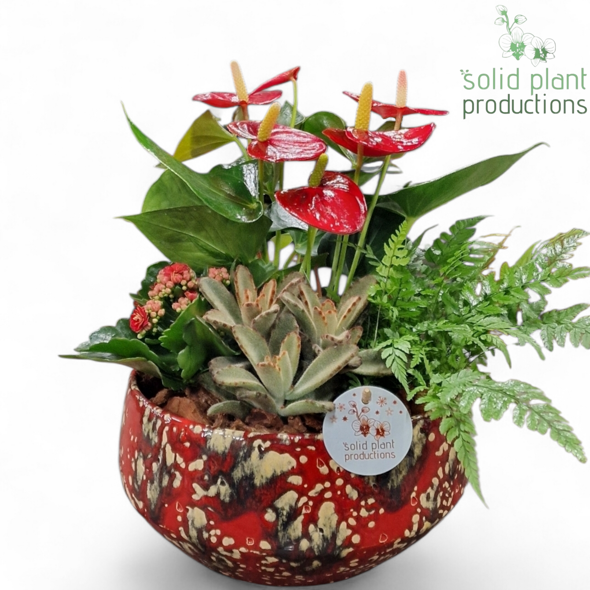 Solid Plant Productions arr. Anthurium Pack of 2