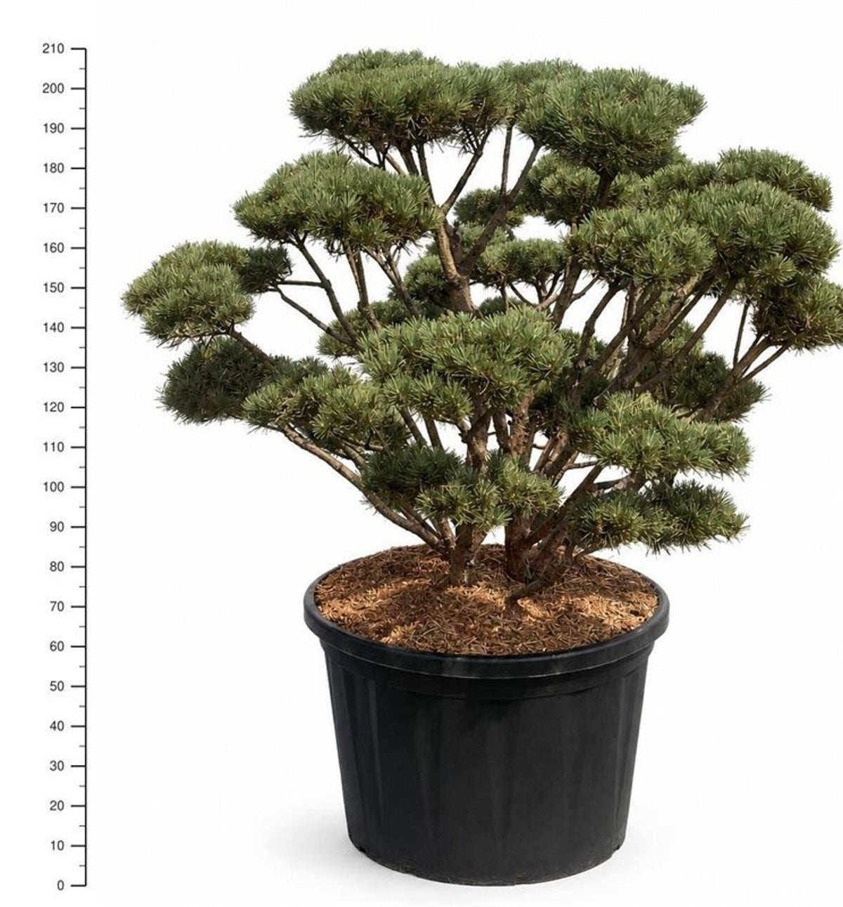 Pinus sylvestris Watereri 210cm 80cm Pot