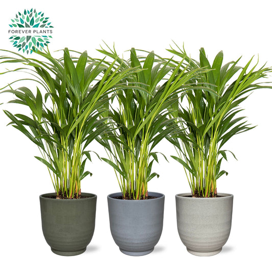 Dypsis lutescens 50cm 14cm Pot