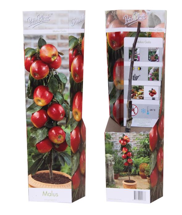 Valk BV Patioplant Malus domestica (Apple) Double U Pack of 12