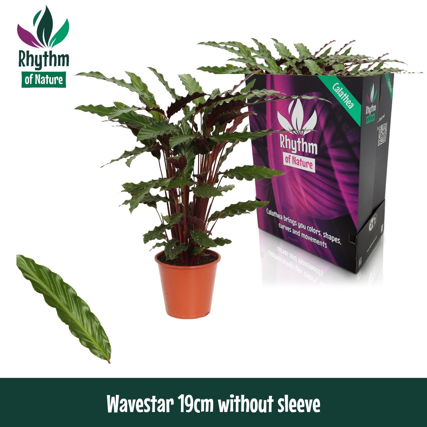 Calathea Wavestar 80cm 19cm Pot