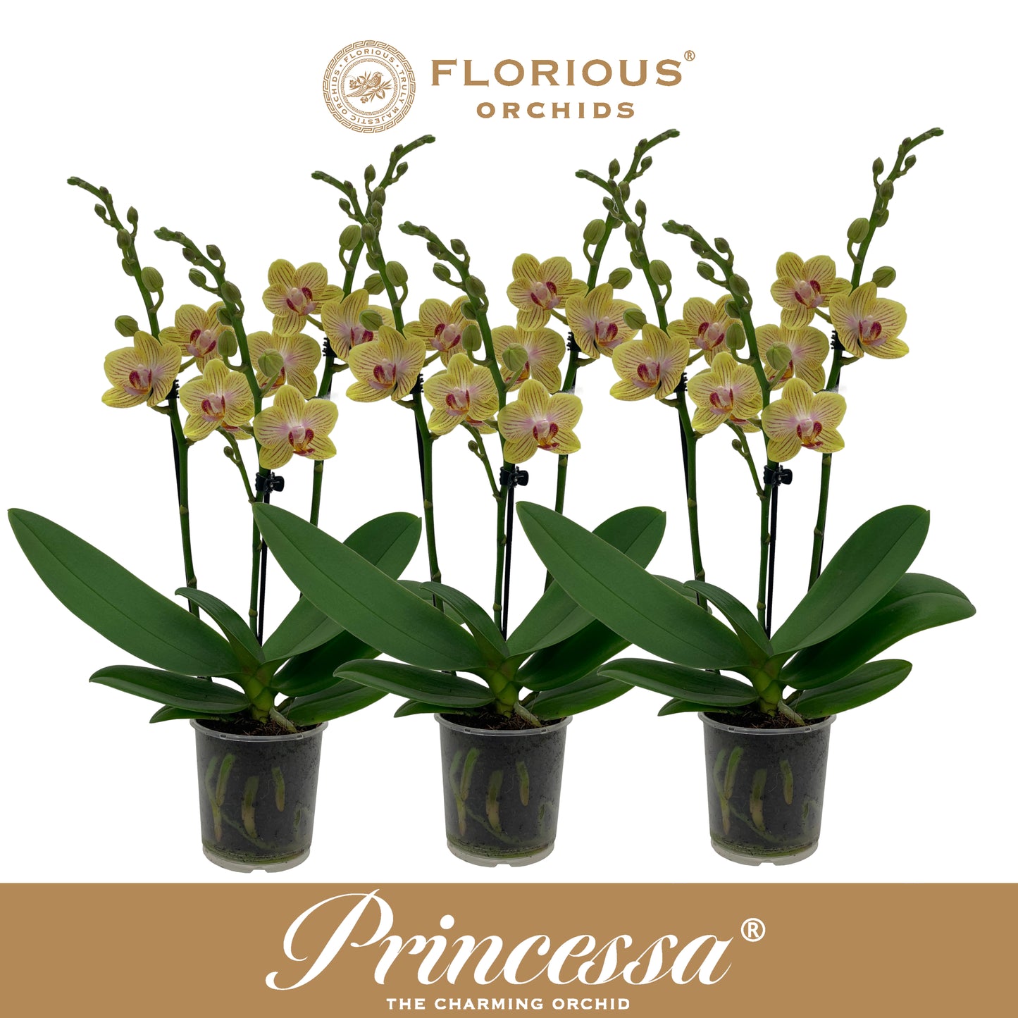 Phalaenopsis yellow 40cm 9cm Pot
