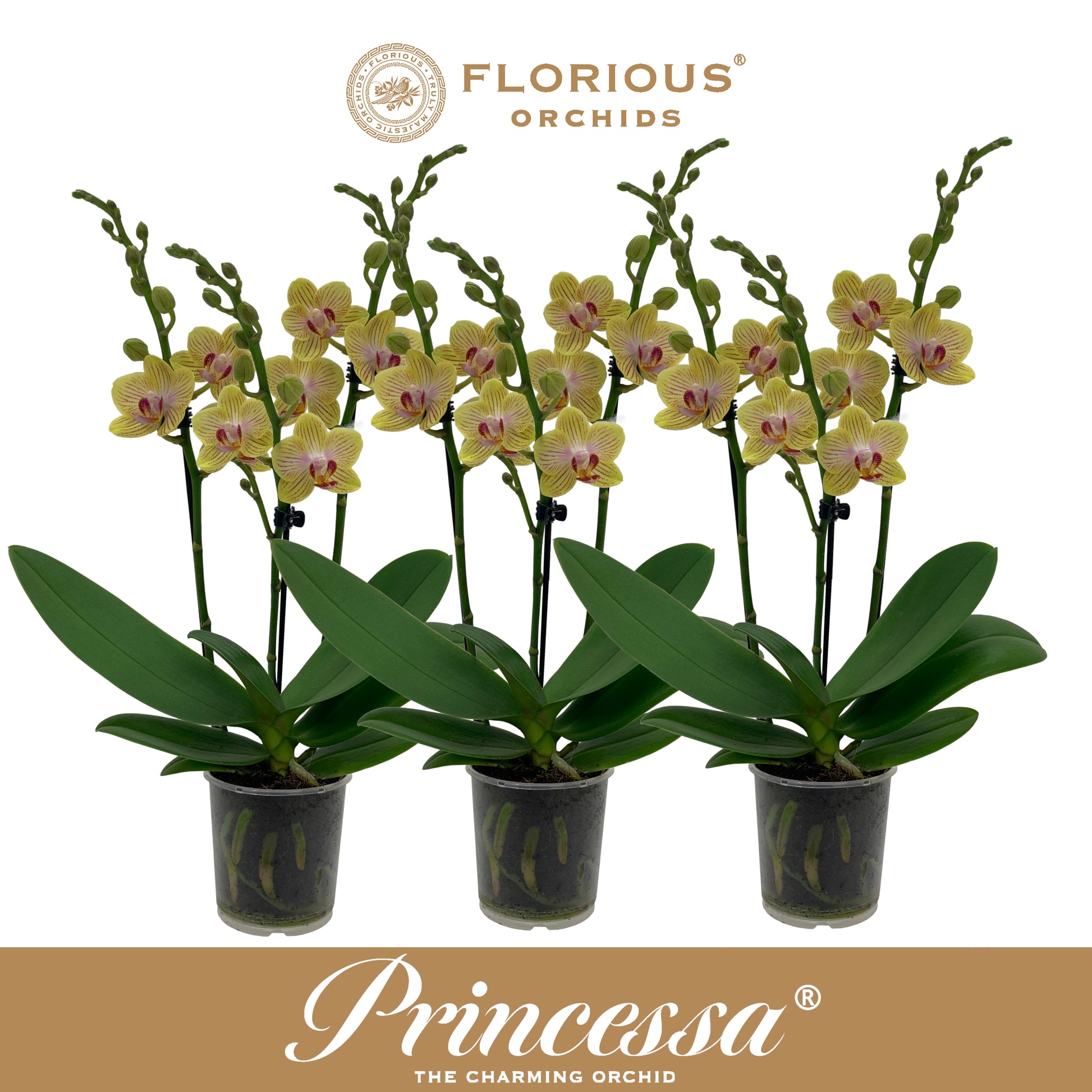 Phalaenopsis yellow 40cm 9cm Pot