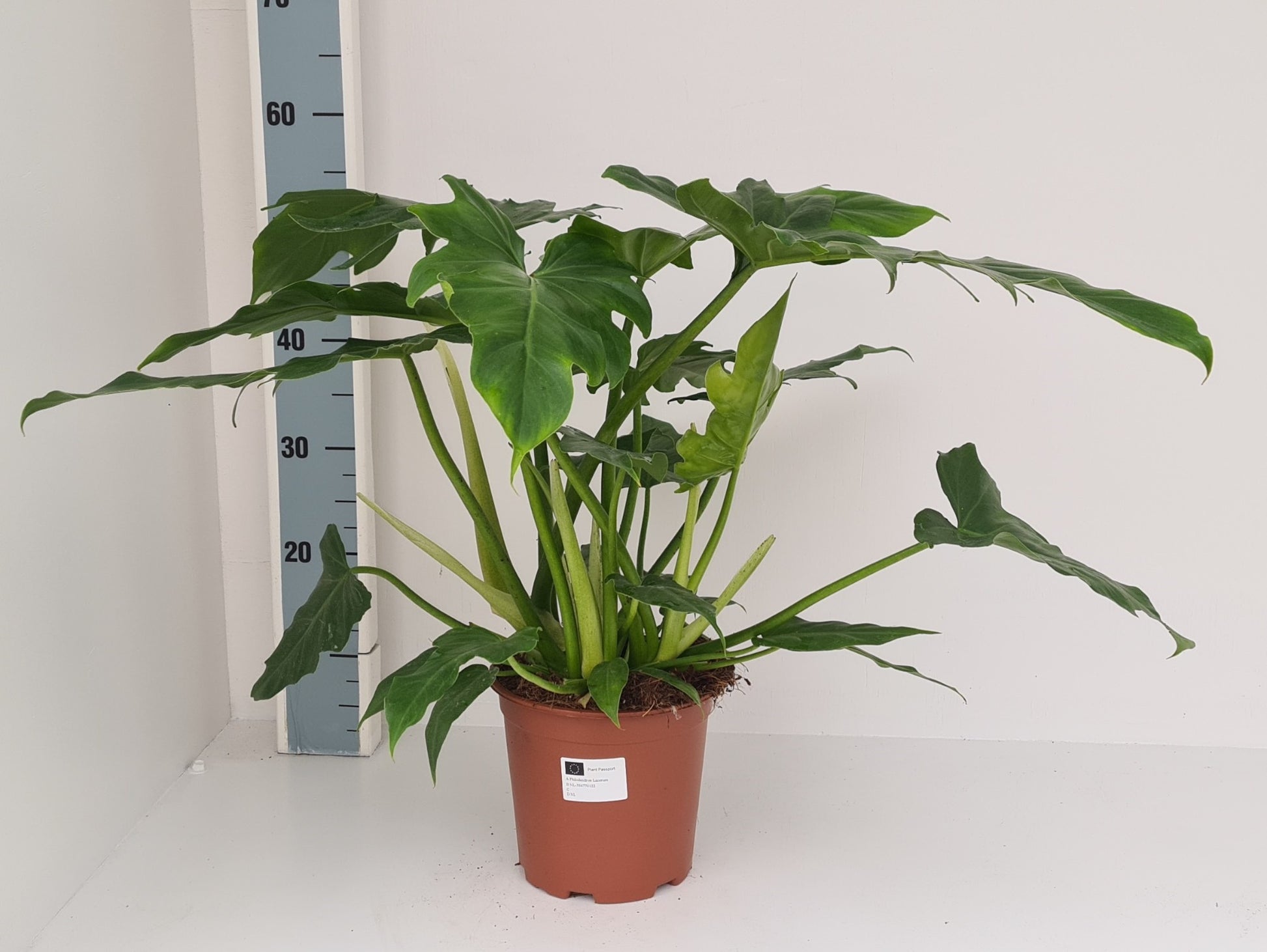 Philodendron scandens 65cm 19cm Pot