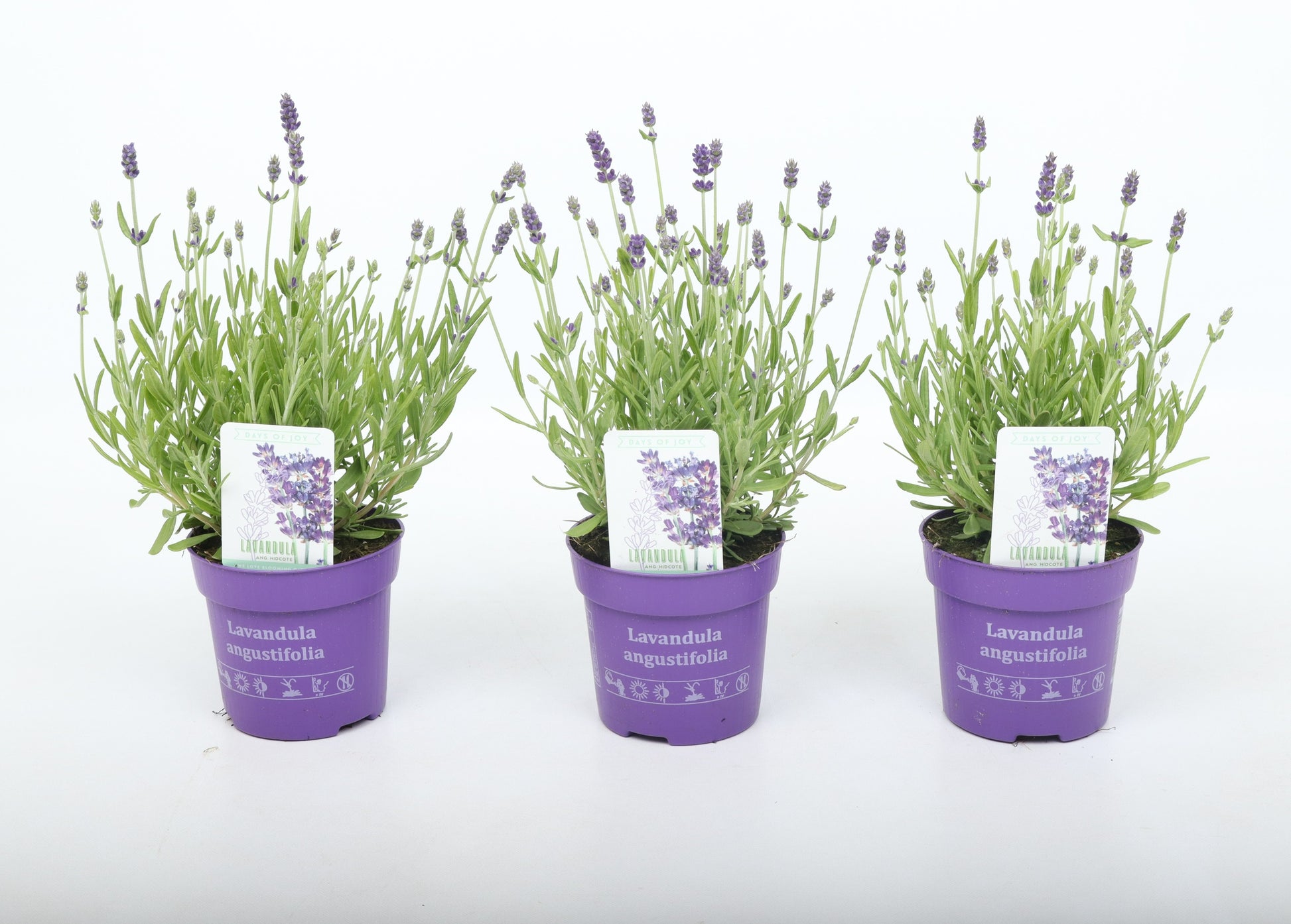 Lavandula ang. Ardeche Blue 25cm 510cm Pot