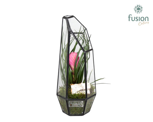 arr. Bromelia 29cm 12cm Pot