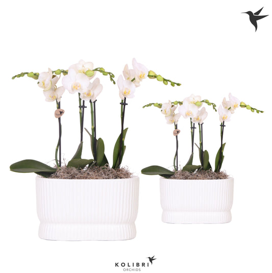 OK Plant Kolibri Orchids Phalaenopsis white 4spike in Diabolo Twin white Pack of 3