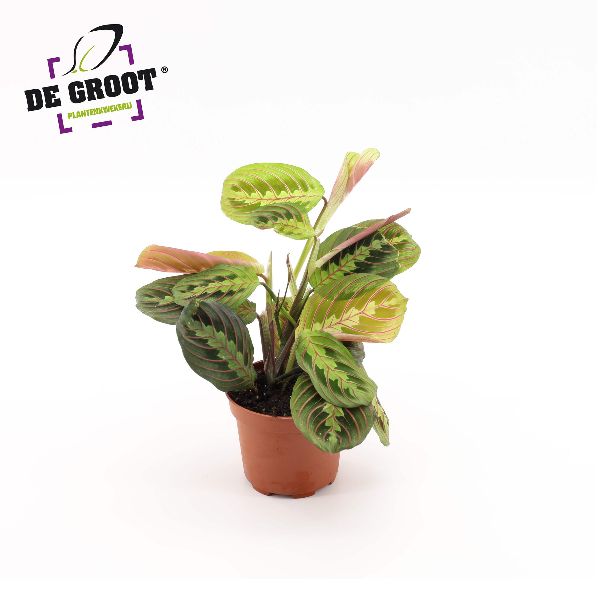 Maranta leu. Tricolor 20cm 12cm Pot