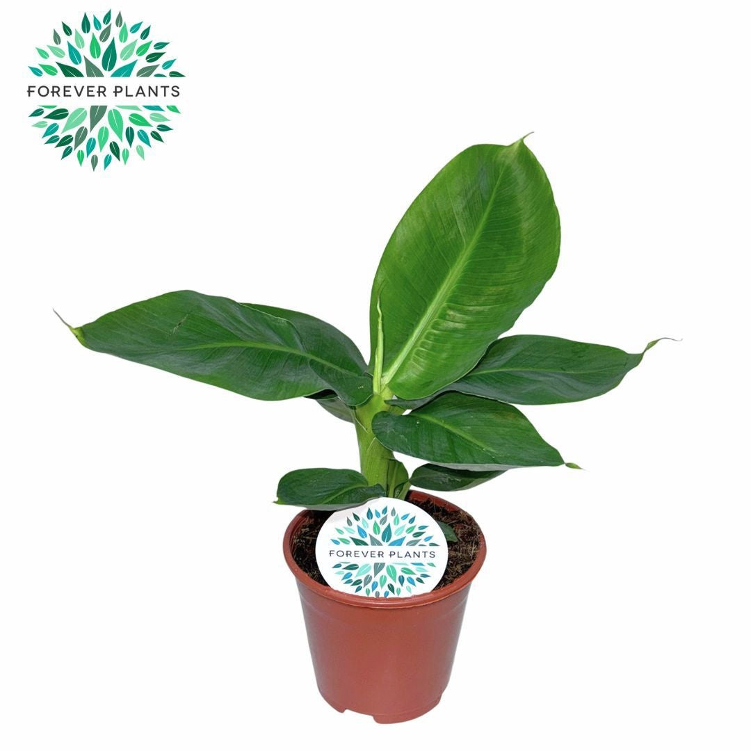 Musa Tropicana 40cm 14cm Pot