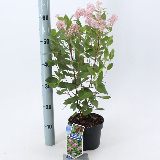Ceanothus pal. Marie Simon 55cm 17cm Pot