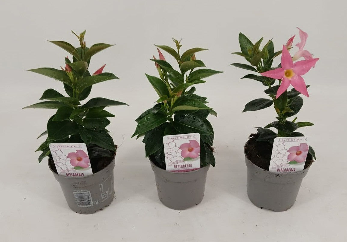 Mandevilla Rio Elegant Light Pink 25cm 510cm Pot