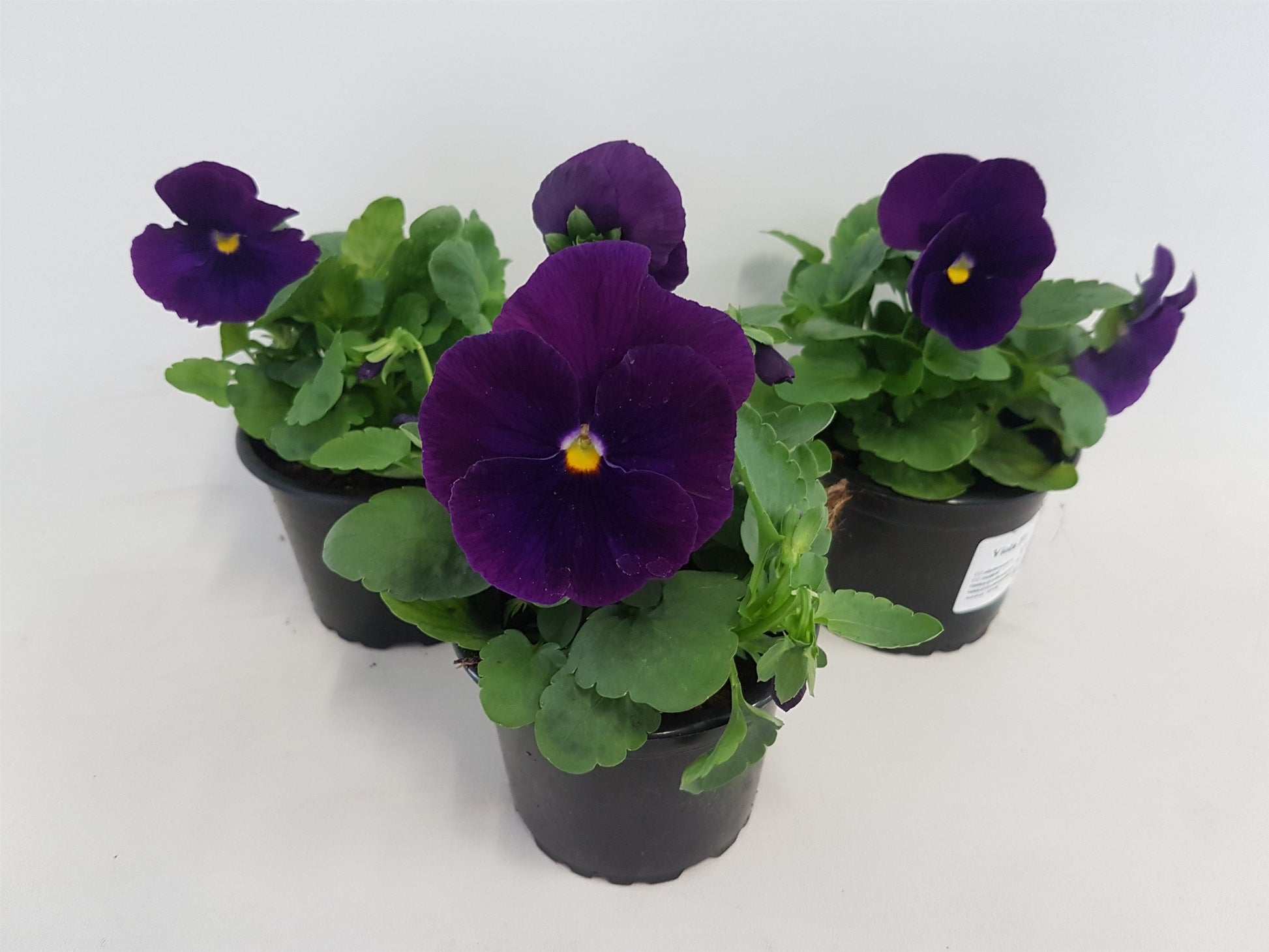 Viola corn. purple 15cm 9cm Pot