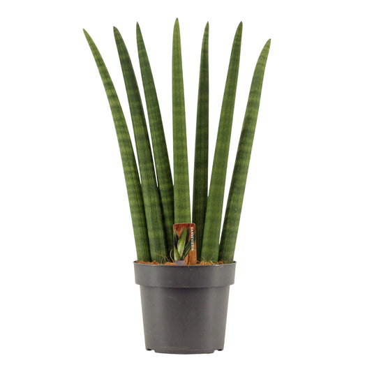 Sansevieria cylindrica 55cm 17cm Pot