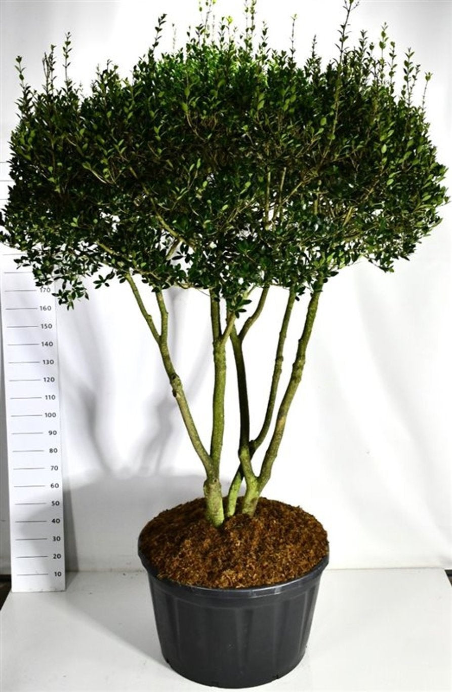 Osmanthus heterophyllus 300cm 96cm Pot