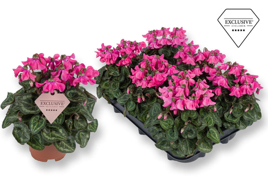 Cyclamen Petticoat pink 20cm 510cm Pot