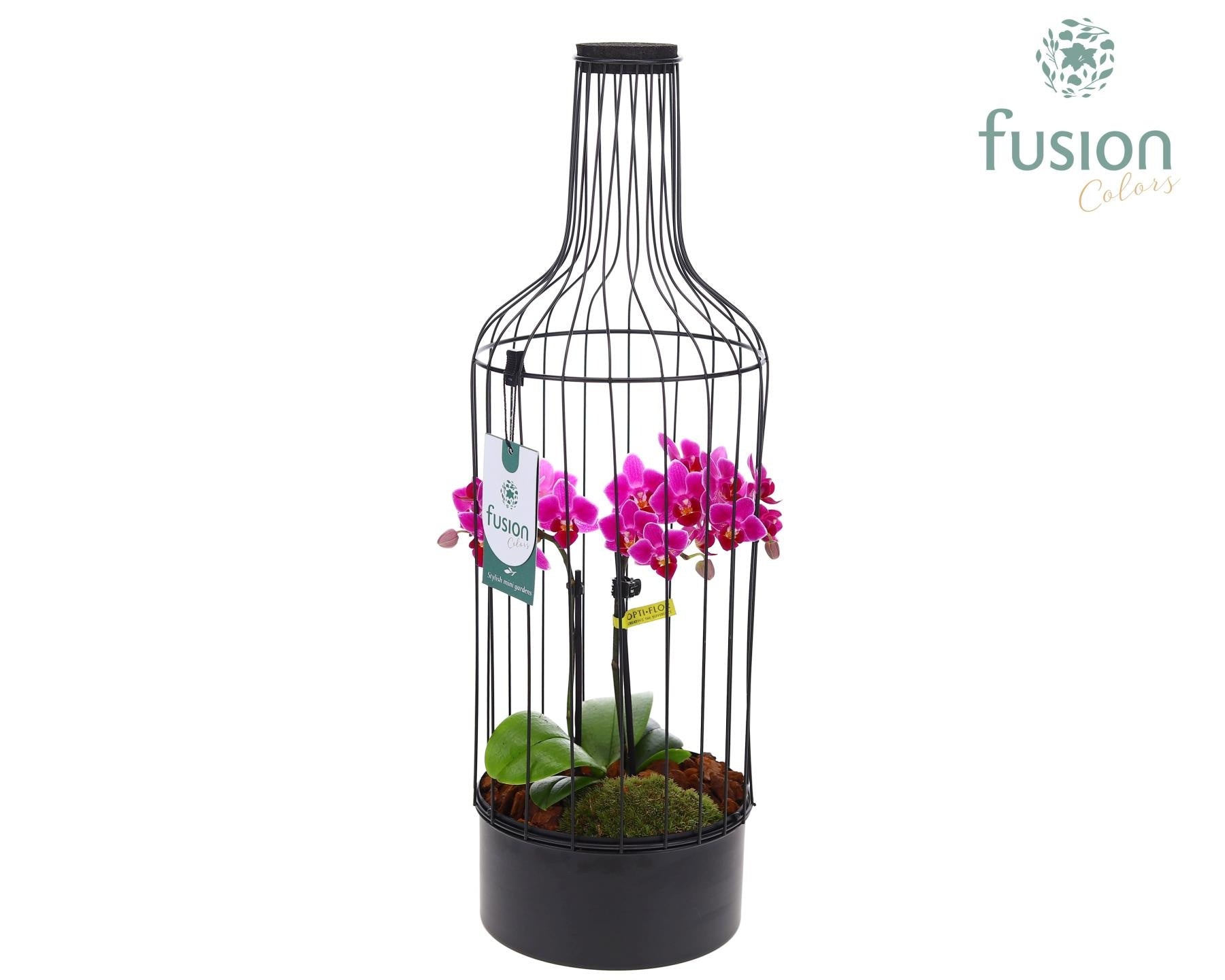 Metaal fles zwart Large met Phalaenopsis 55cm 17cm Pot