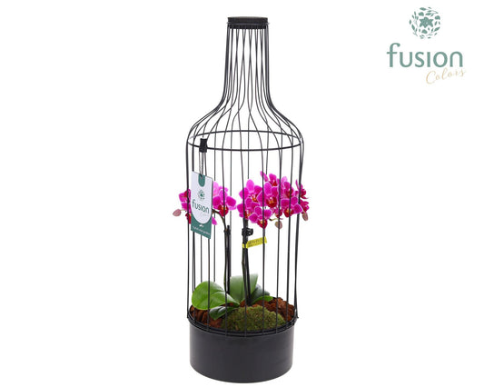 Metaal fles zwart Large met Phalaenopsis 55cm 17cm Pot