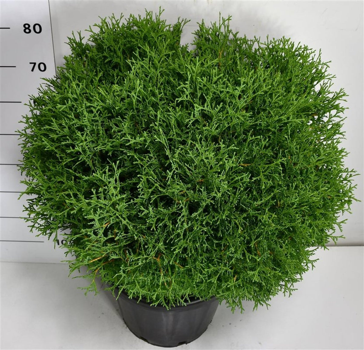 Thuja occidentalis Tiny Tim 80cm 38cm Pot