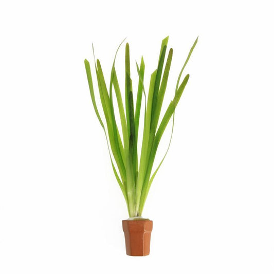 Vallisneria asiatica 5cm 2cm Pot