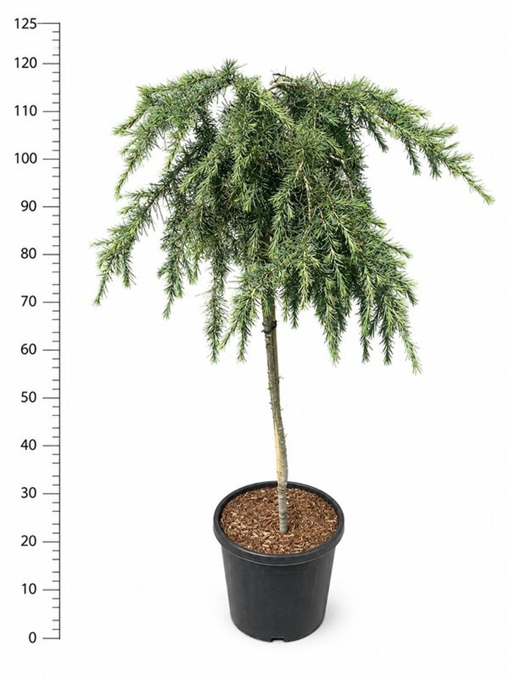 Cedrus deo. Feelin Blue 120cm 32cm Pot