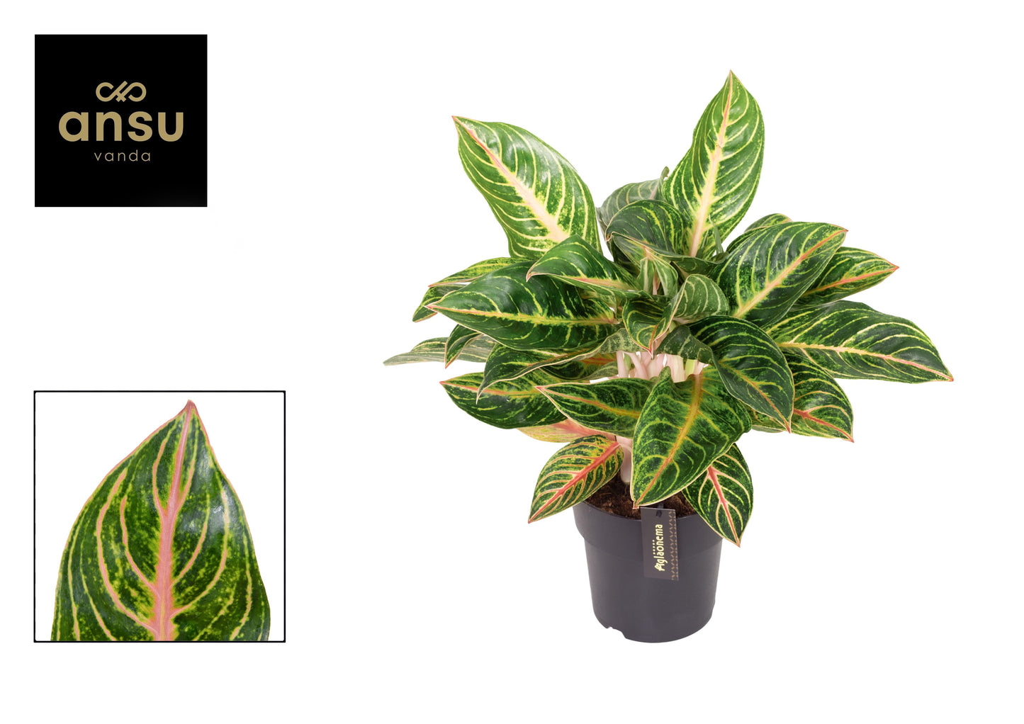 Aglaonema Red Valentine 55cm 19cm Pot