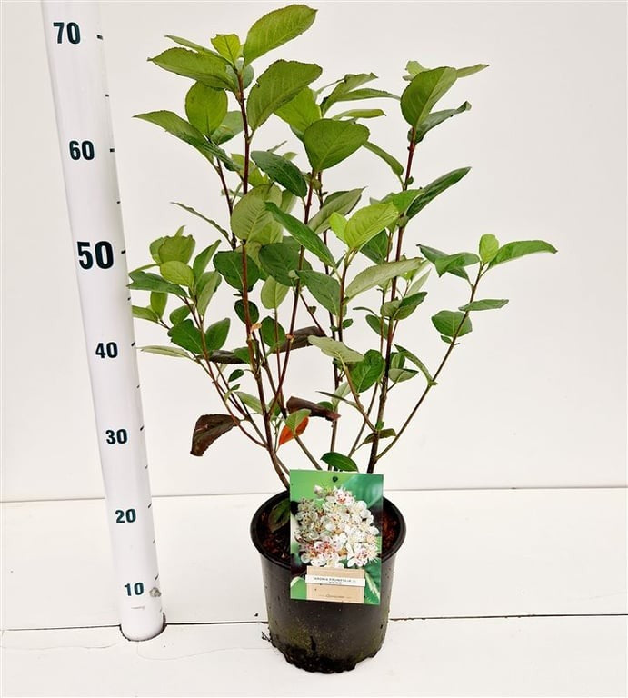 Aronia Viking (Black Grape) 70cm 19cm Pot
