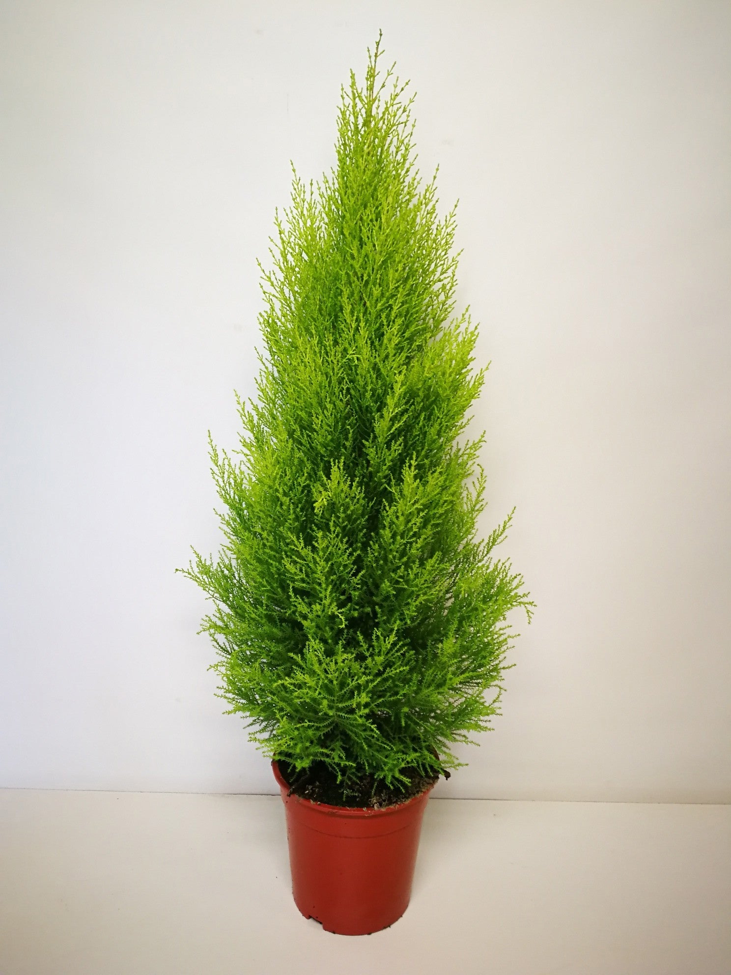 Cupressus Goldcrest Wilma 120cm 27cm Pot