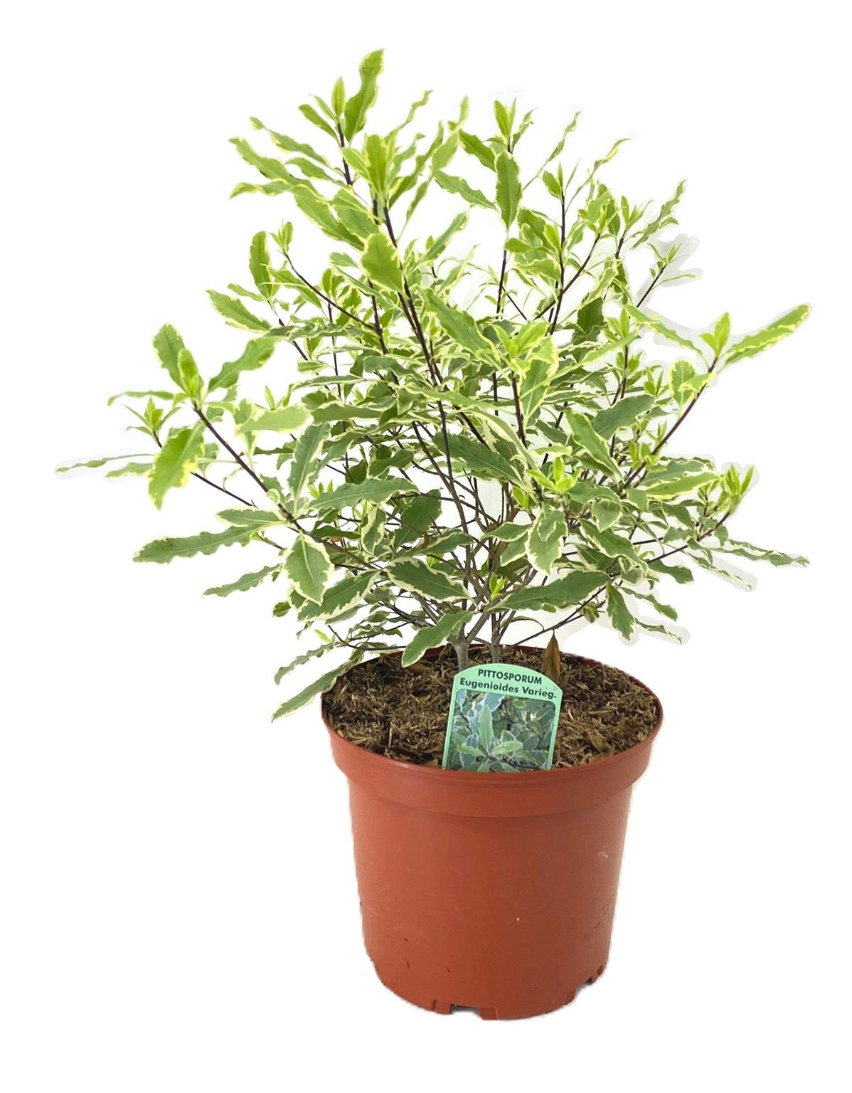 Tetrapanax papyrifer 'Rex' 55cm 24cm Pot