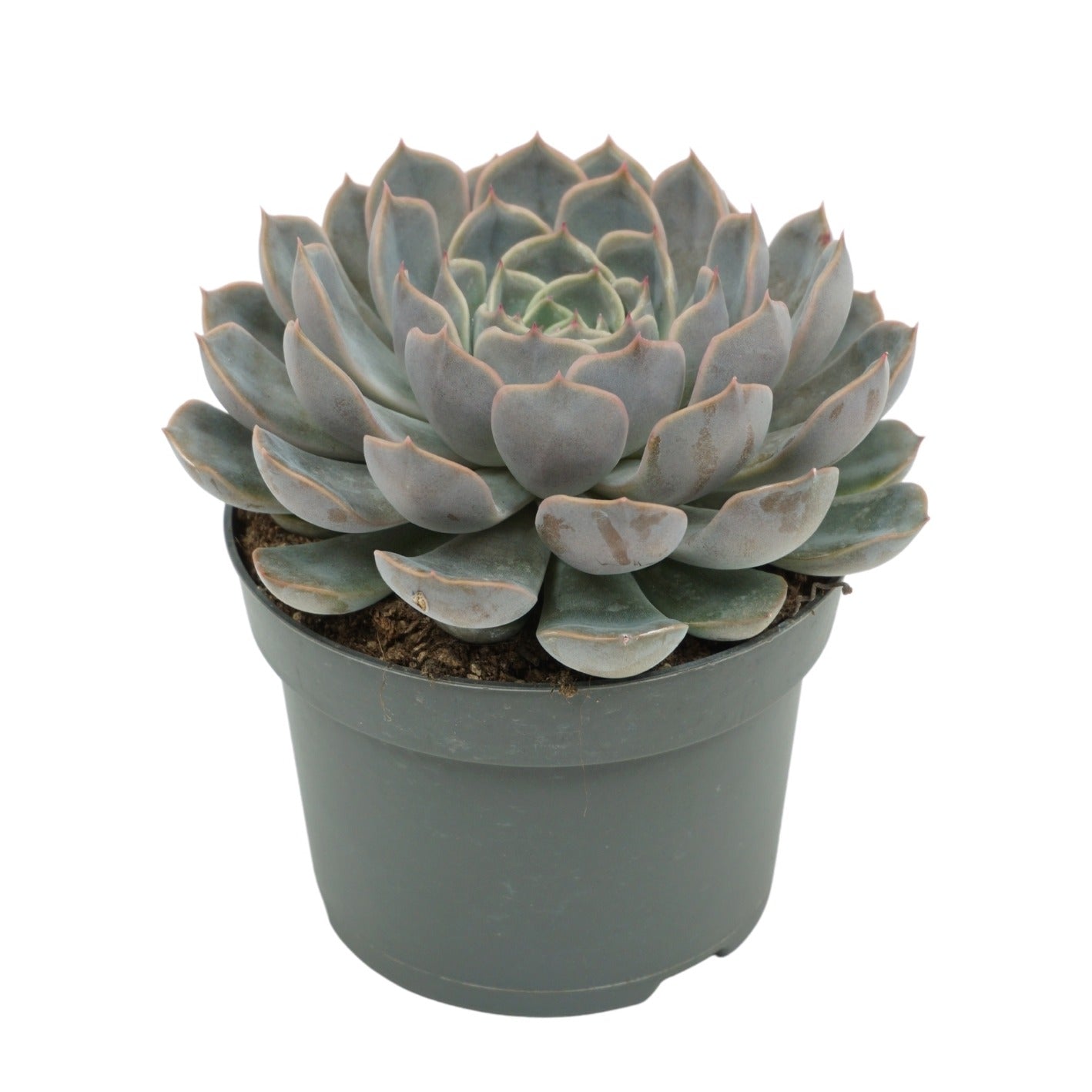 Echeveria Orion 15cm 13cm Pot