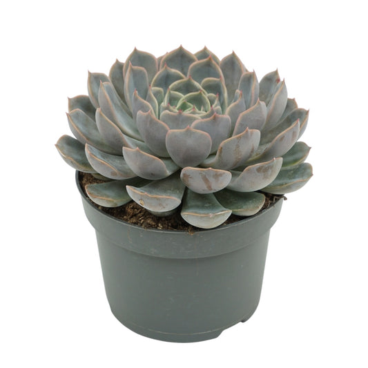 Echeveria Orion 15cm 13cm Pot