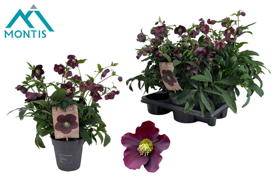 Helleborus orientalis 50cm 15cm Pot