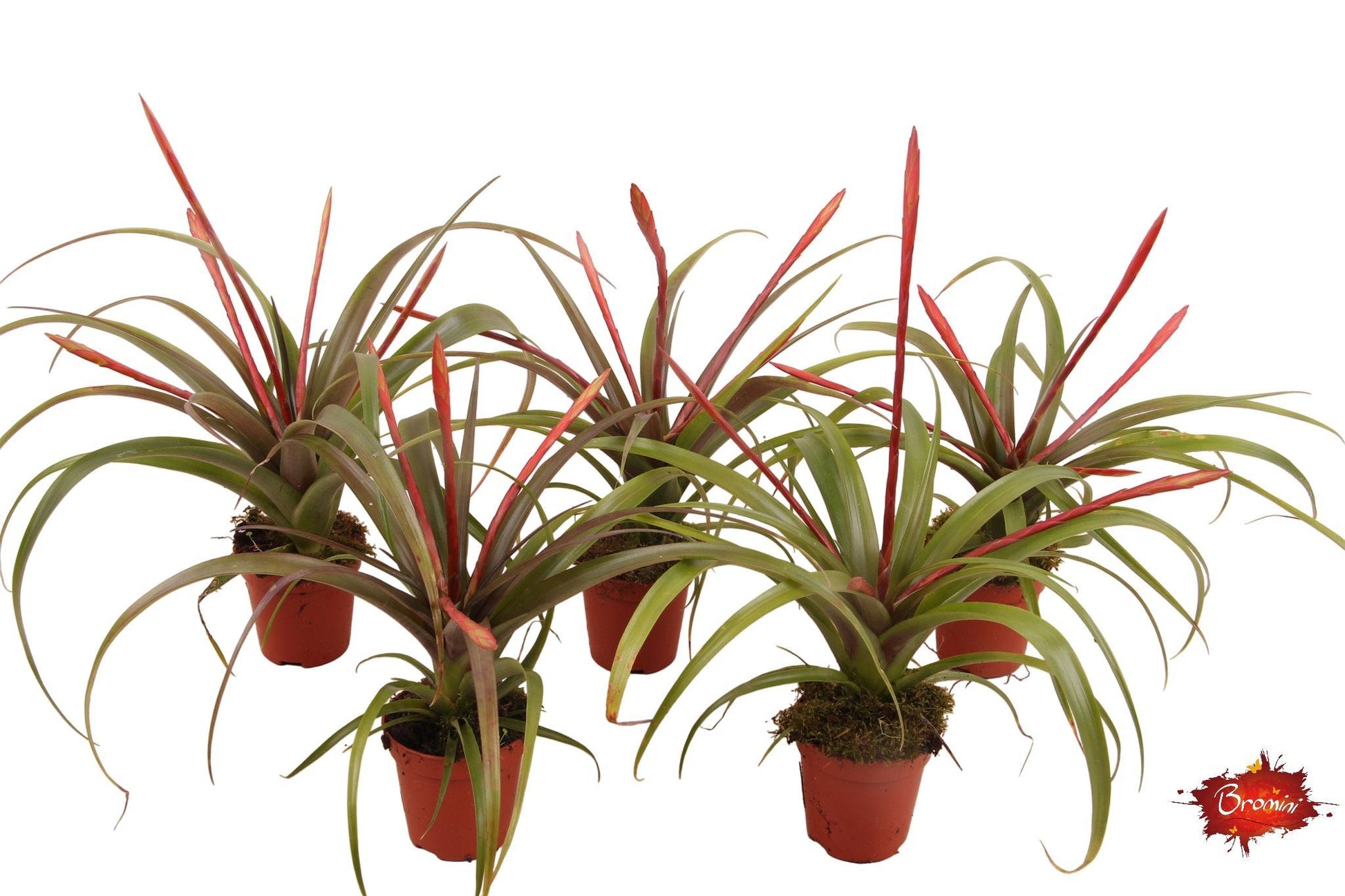 Tillandsia flabellata 20cm 5.5cm Pot