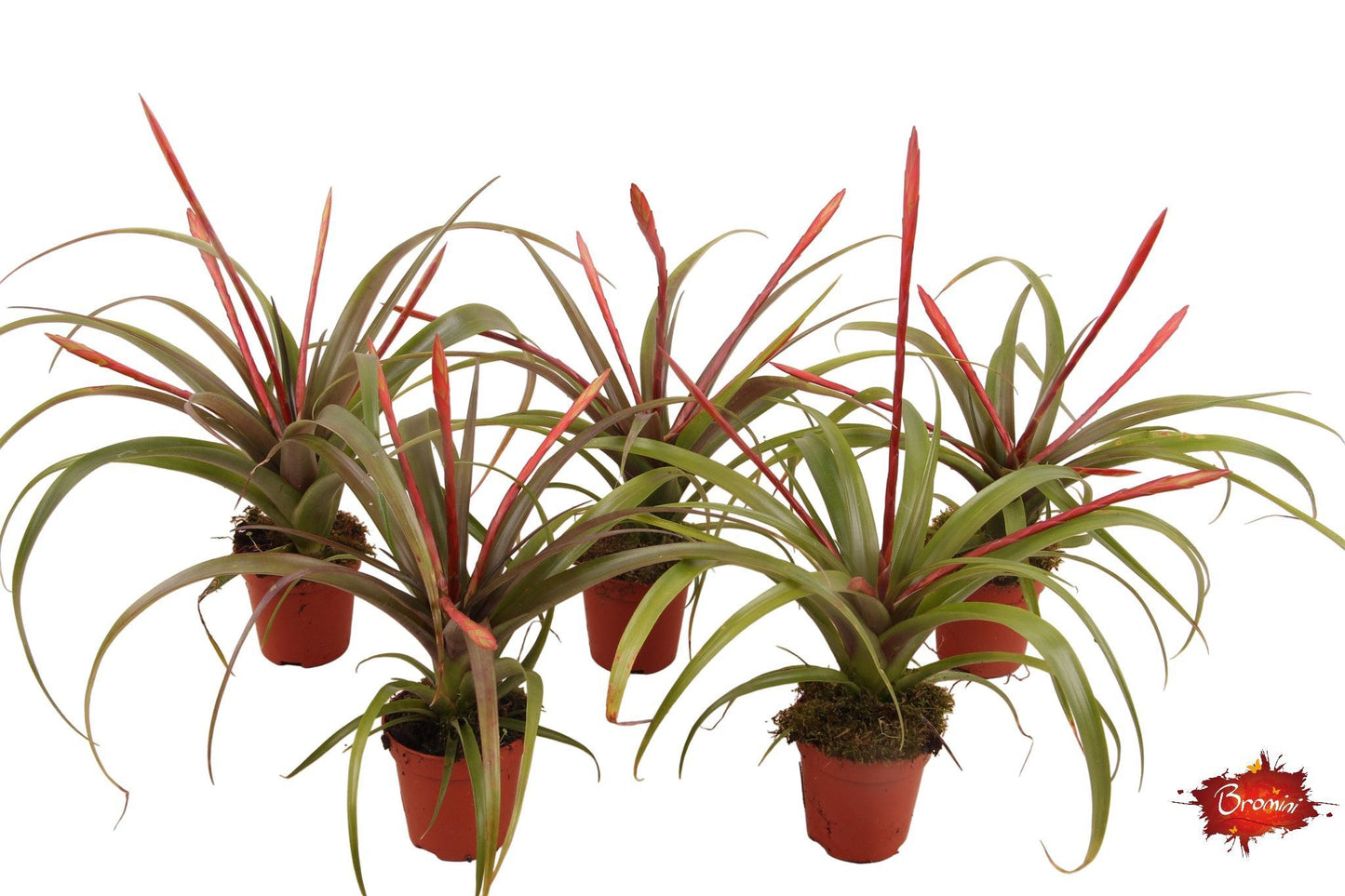 Tillandsia flabellata 20cm 5.5cm Pot